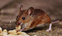 24 Hour & Emergency Exterminators in Creede, CO